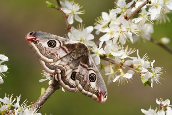 Kleines Nachtpfauenauge