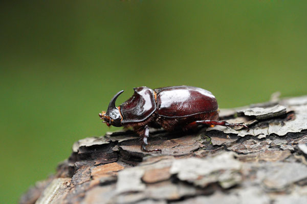 Nashornkäfer