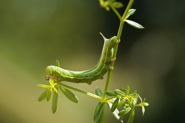 Raupe des Taubenschwänzchens