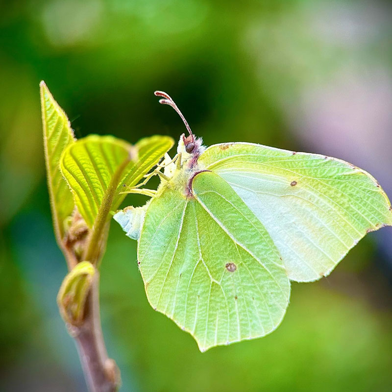 Balztanz der Zitronenfalter an Faulbaum