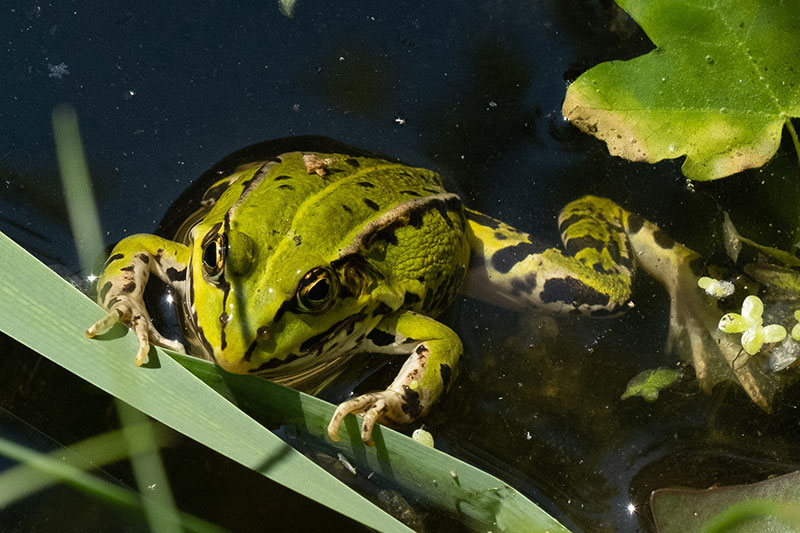 Teichfrosch im Gartenteich